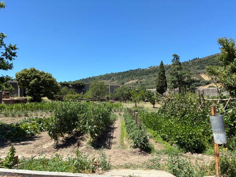 Jardín de la hospedería con olivos y vegetación de Monfragüe