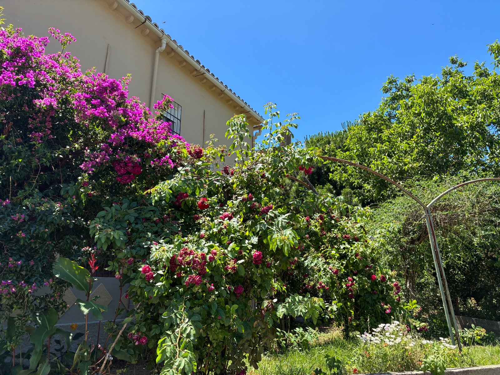 Jardín de la hospedería con flores y vegetación